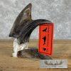 African Hornbill Taxidermy Skull For Sale - Image 9