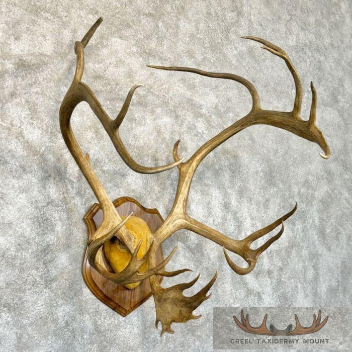 Caribou Taxidermy Plaque Mount For Sale - Image 3