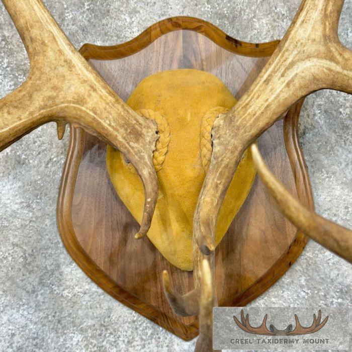 Caribou Taxidermy Plaque Mount For Sale - Image 4