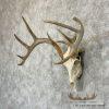 Whitetail Deer Skull European Taxidermy Mount For Sale - Image 2