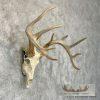 Whitetail Deer Skull European Taxidermy Mount For Sale - Image 3