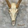 Whitetail Deer Skull European Taxidermy Mount For Sale - Image 4
