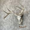 Whitetail Deer Skull European Taxidermy Mount For Sale - Image 2