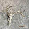 Whitetail Deer Skull European Taxidermy Mount For Sale - Image 3