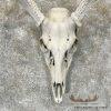 Whitetail Deer Skull European Taxidermy Mount For Sale - Image 4