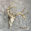 Whitetail Deer Skull European Taxidermy Mount For Sale - Image 3