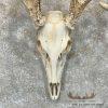 Whitetail Deer Skull European Taxidermy Mount For Sale - Image 4