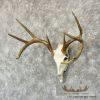 Whitetail Deer Skull European Taxidermy Mount For Sale - Image 2