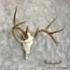 Whitetail Deer Skull European Taxidermy Mount For Sale - Image 3