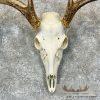 Whitetail Deer Skull European Taxidermy Mount For Sale - Image 4
