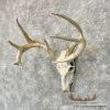 Whitetail Deer Skull European Taxidermy Mount For Sale - Image 2