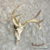 Whitetail Deer Skull European Taxidermy Mount For Sale - Image 3