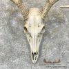 Whitetail Deer Skull European Taxidermy Mount For Sale - Image 4