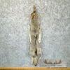 Alaskan Yukon Wolf Tanned Hide For Sale - Image 2
