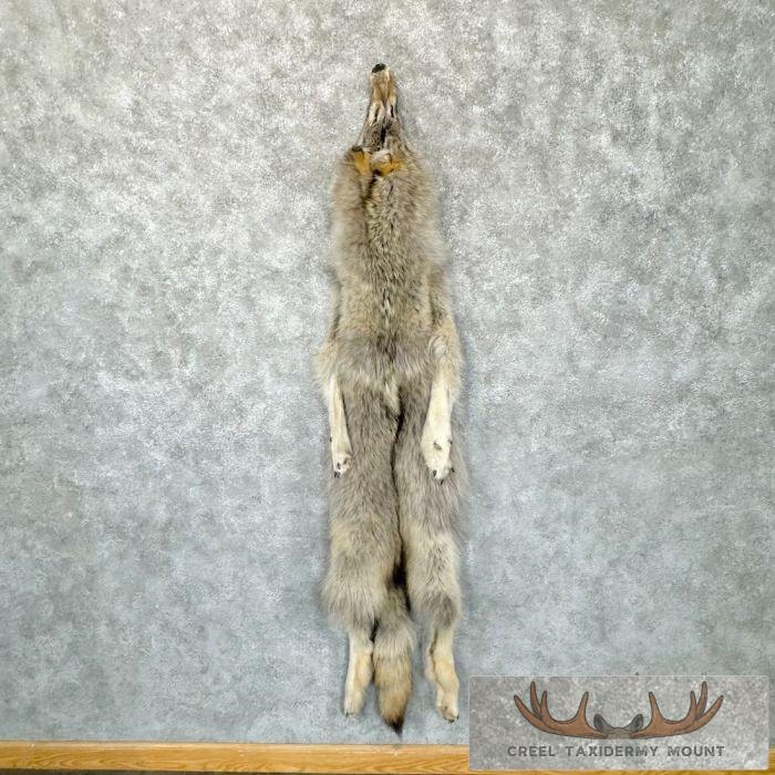 Alaskan Yukon Wolf Tanned Hide For Sale - Image 2