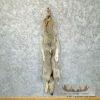 Alaskan Yukon Wolf Tanned Hide For Sale - Image 3