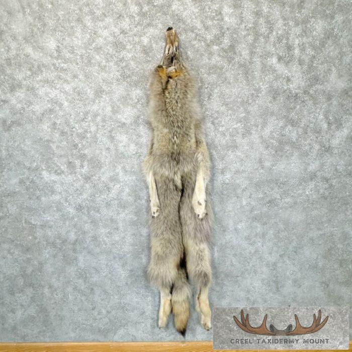 Alaskan Yukon Wolf Tanned Hide For Sale - Image 3
