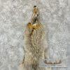 Alaskan Yukon Wolf Tanned Hide For Sale - Image 4
