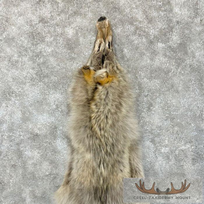 Alaskan Yukon Wolf Tanned Hide For Sale - Image 4