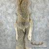 Alaskan Yukon Wolf Tanned Hide For Sale - Image 5