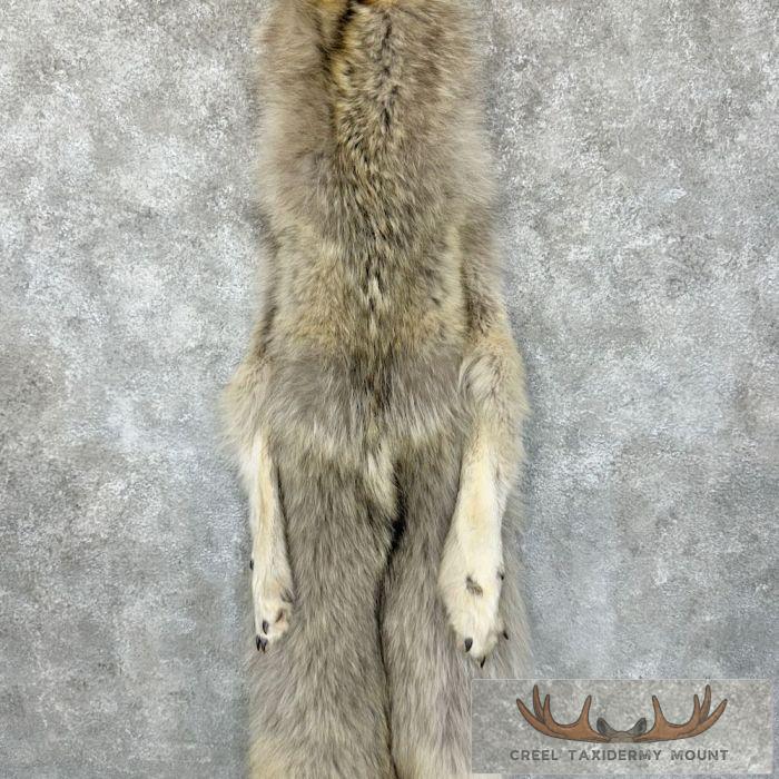 Alaskan Yukon Wolf Tanned Hide For Sale - Image 5
