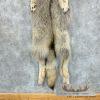 Alaskan Yukon Wolf Tanned Hide For Sale - Image 6