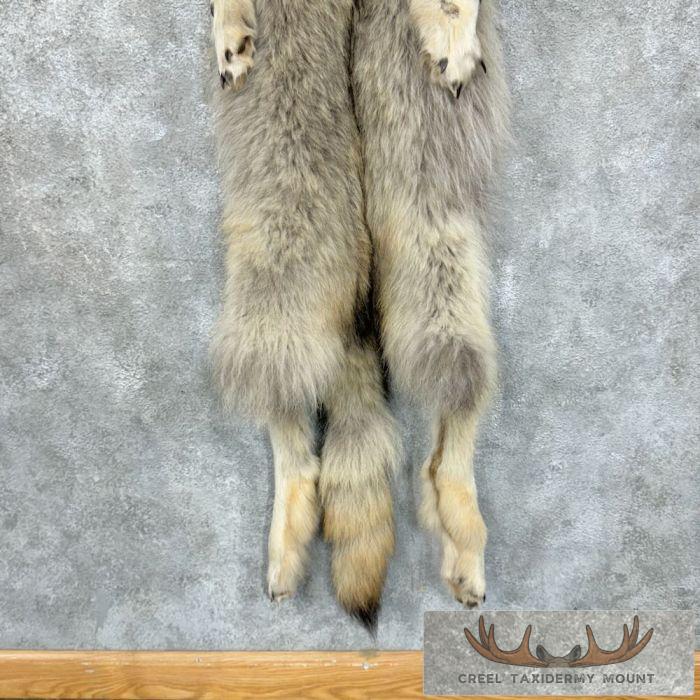 Alaskan Yukon Wolf Tanned Hide For Sale - Image 6