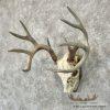 Whitetail Deer Skull European Taxidermy Mount For Sale - Image 2