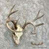 Whitetail Deer Skull European Taxidermy Mount For Sale - Image 3