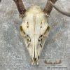 Whitetail Deer Skull European Taxidermy Mount For Sale - Image 4