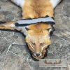 Red Fox Full Rug Taxidermy Mount For Sale - Image 10