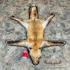 Red Fox Full Rug Taxidermy Mount For Sale - Image 2