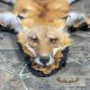 Red Fox Full Rug Taxidermy Mount For Sale - Image 3