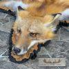 Red Fox Full Rug Taxidermy Mount For Sale - Image 4