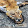 Red Fox Full Rug Taxidermy Mount For Sale - Image 5