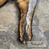 Red Fox Full Rug Taxidermy Mount For Sale - Image 7