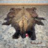 American Buffalo (Bison) Taxidermy Hide For Sale - Image 2
