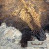 American Buffalo (Bison) Taxidermy Hide For Sale - Image 3