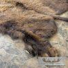 American Buffalo (Bison) Taxidermy Hide For Sale - Image 5