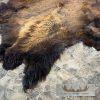 American Buffalo (Bison) Taxidermy Hide For Sale - Image 6