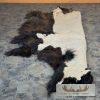 American Buffalo (Bison) Taxidermy Hide For Sale - Image 7
