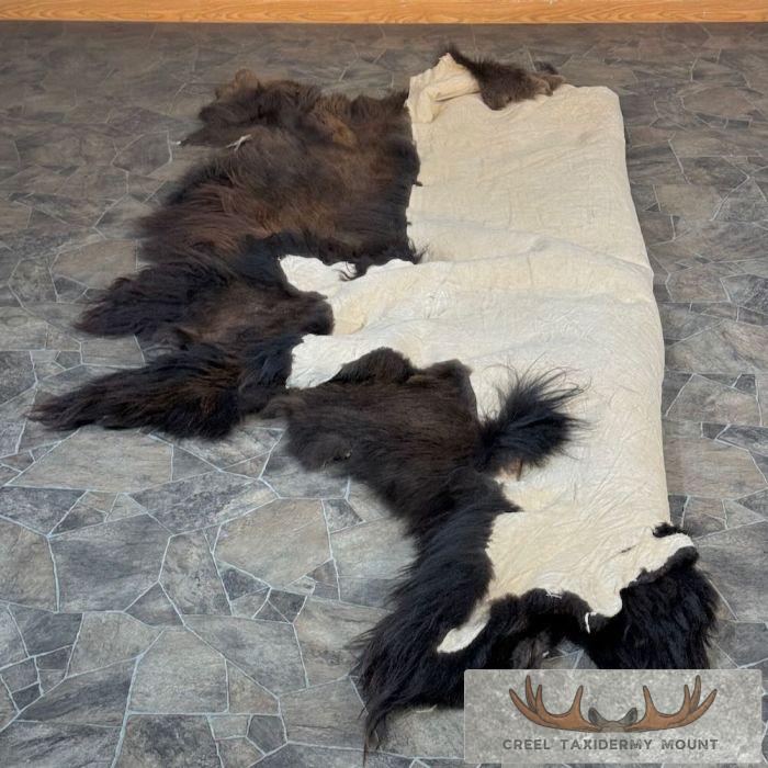 American Buffalo (Bison) Taxidermy Hide For Sale - Image 7