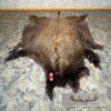 American Buffalo (Bison) Taxidermy Hide For Sale - Image 2