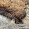 American Buffalo (Bison) Taxidermy Hide For Sale - Image 5