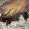 American Buffalo (Bison) Taxidermy Hide For Sale - Image 6