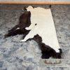 American Buffalo (Bison) Taxidermy Hide For Sale - Image 7
