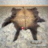 American Buffalo (Bison) Taxidermy Hide For Sale - Image 2