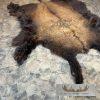 American Buffalo (Bison) Taxidermy Hide For Sale - Image 3