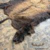 American Buffalo (Bison) Taxidermy Hide For Sale - Image 4