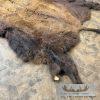 American Buffalo (Bison) Taxidermy Hide For Sale - Image 5